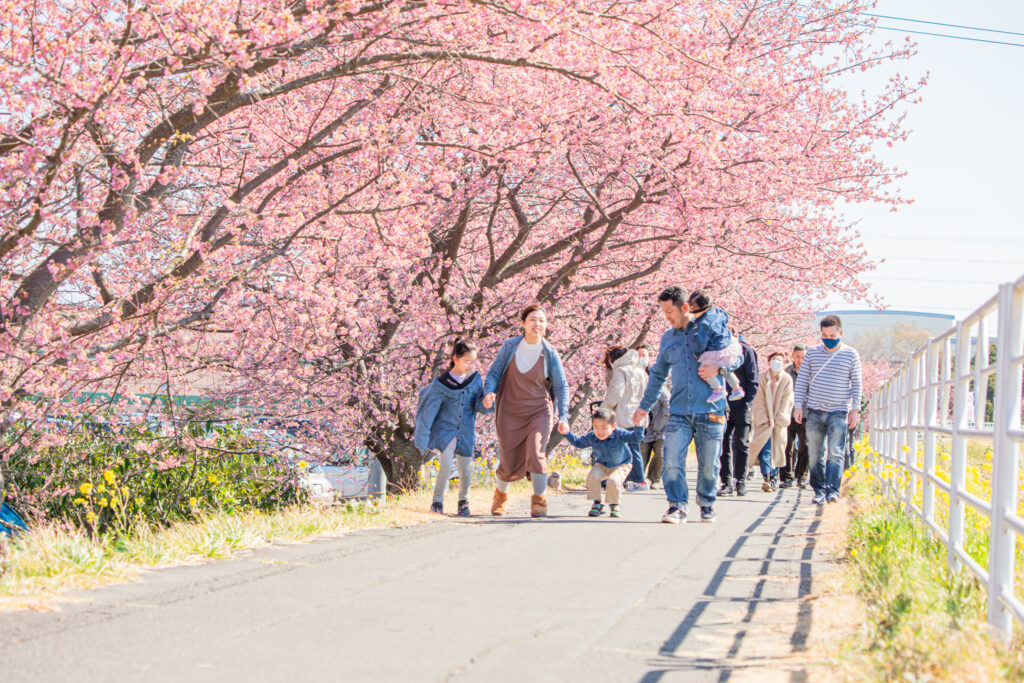 朝比奈川の河津桜🌸