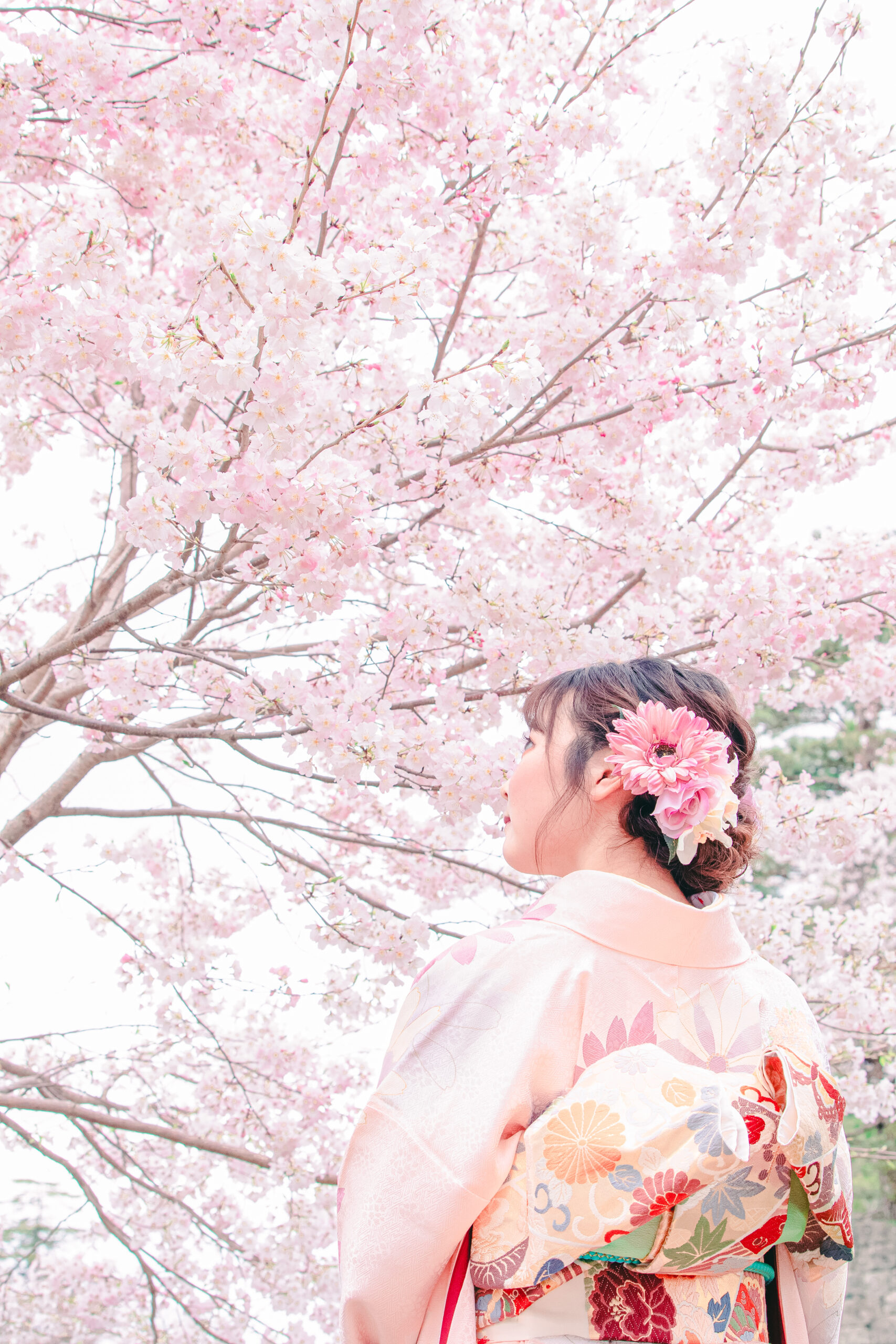桜の下での成人式前撮りのお写真🌸